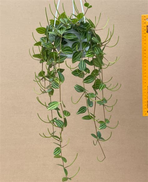 Peperomia Angulata Plantae Orchids And Rare Plants