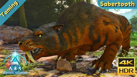 Ark Survival Ascended Tame A Sabertooth Youtube