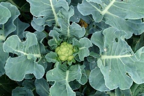 Cauliflower Plant Growth Stages Urban Garden Gal