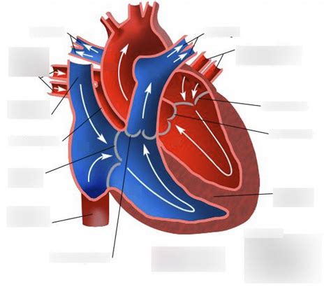 Systema Cardiovasculare Het Hart Intern Diagram Quizlet