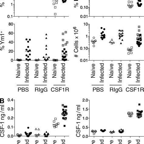 Elevated CSF 1 production contributes to MΦ proliferation during tissue