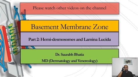 Basement Membrane Zone Bmz Part Hemidesmosomes And Lamina Lucida