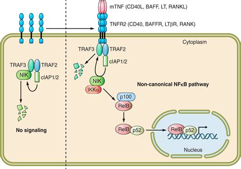 Tnf Pathway