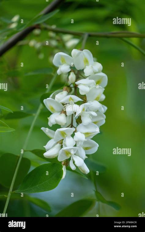 Black Locust Robinia Pseudoacacia Or False Acacia In Bloom White