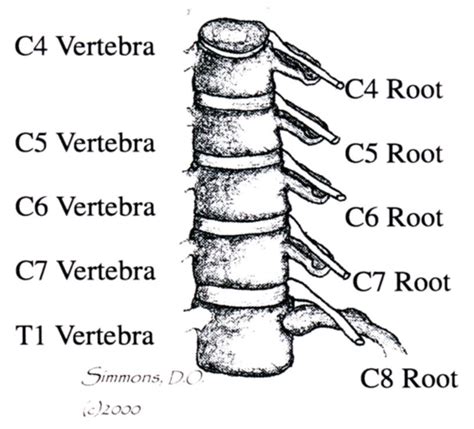 Cervical Spine Flashcards Quizlet