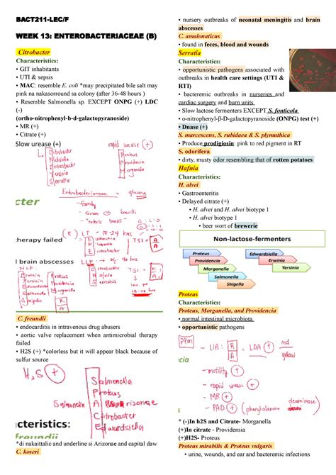 BACT211 LEC F Bacteriology Lecture Notes Finals BACT 211 LEC F