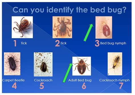 Can you Identify a Bed Bug? | Bed Bugs Dead Bugs