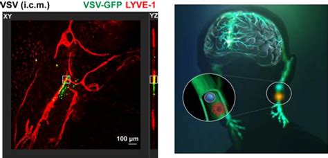 Nat Neurosci ：魏滨王红艳等发现脑膜淋巴管运输病毒的新功能