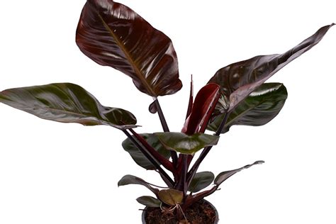 Philodendron Black Cardinal The Home Atlas