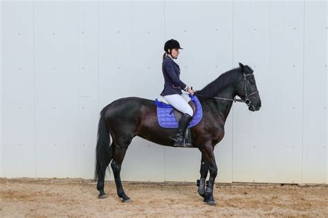 Equitation quels sont les équipements indispensables pour le cheval