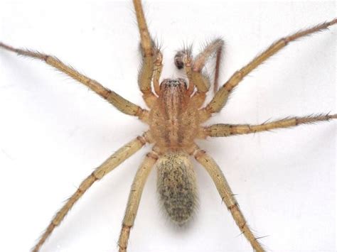 Spiders Of Oregon Whats Lurking In Your Home Or Garden