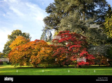 Acer Trees In Autumn At Westonbirt Arboretum Gloucestershire England