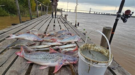 Terrible Pesca En Los Puentes El Podrido De Sabalo No Falla Sali De