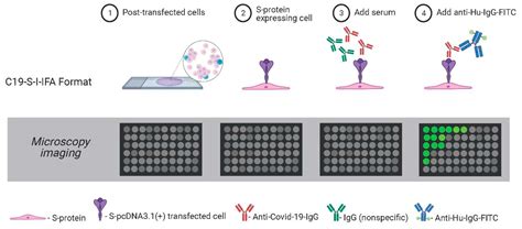 Viruses Free Full Text A Novel Immunofluorescence Assay For The