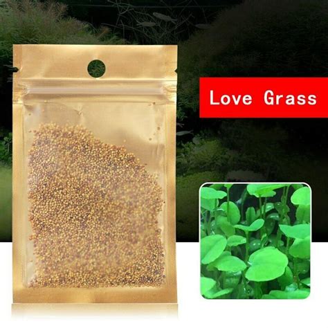 Aquarium Grass Seeds love Grass Aquarium Plant 5g - Etsy