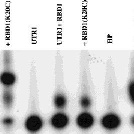 Gel Shifts Of Utr Utr And Hairpin Hp By Rbd And Rbd K C