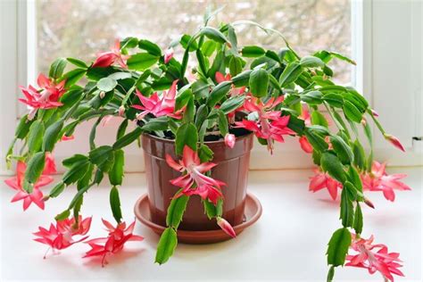 Christmas Cactus Wilting Causes And Treatment Gardeninghow