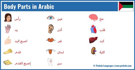 Body Parts In Arabic