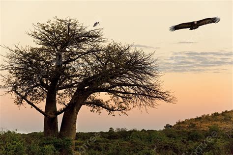 Volando Sobre Frica Fotos Im Genes E Fondo Para Descarga Gratuita