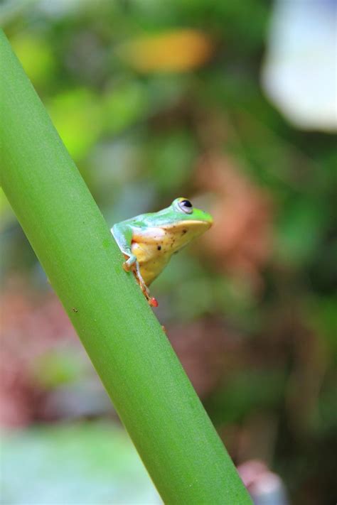 Beautiful Frogs