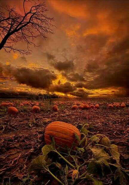 Pumpkin Field Sunset