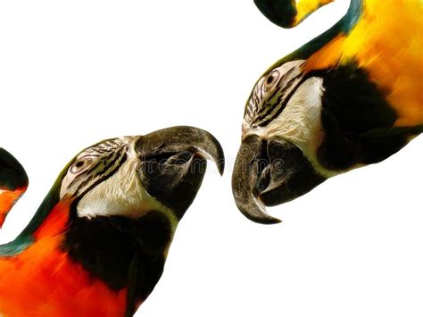 Macaws Stock Photo Image Of Parrot Caribbean Feathered 12036844