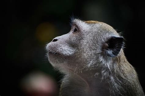 Gratis Afbeeldingen Natuur Dier Wildlife Zoogdier Aap Fauna