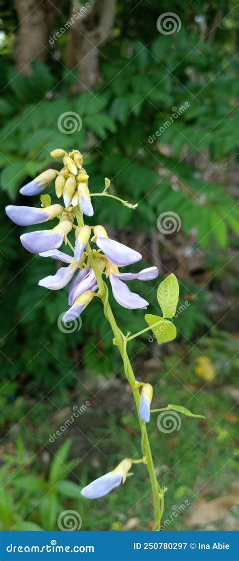 Jicama Flower Appearance Stock Image Image Of Jicama 250780297