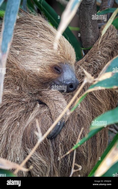 Two Toed Sloth Choloepus Didactylus Sleeping In A Tree This