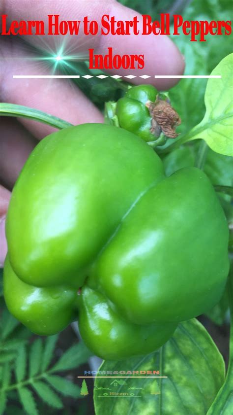 Starting Bell Peppers Indoors Stuffed Peppers Gardening Trends