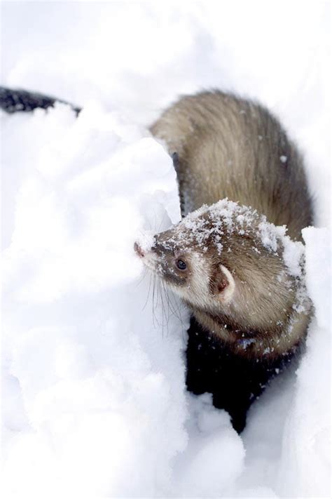 Snow Ferret III by Naarah on DeviantArt