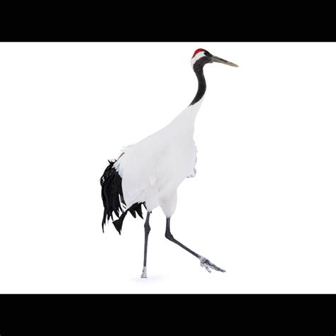 Red Crowned Crane Grus Japonensis Species Guide Birda