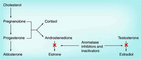 Aromatase Inhibitors Drugs Uses Aromatase Inhibitors Side Effects