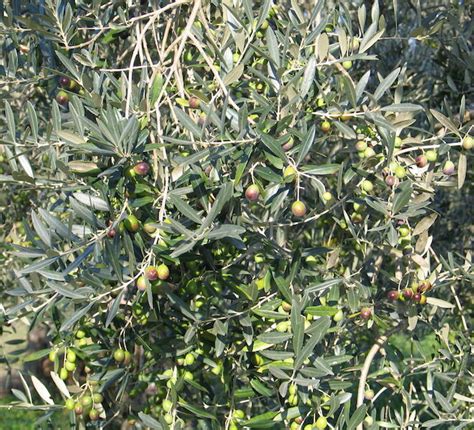 Extra Virgin Olive Oil Antonella Piredda Local Tour Guide Tuscany