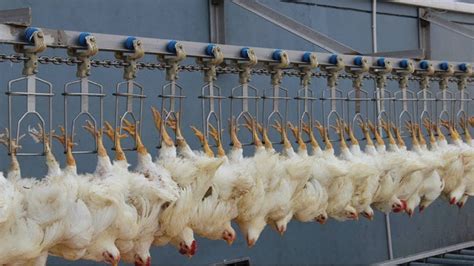 What Is Chicken Factory Farm Sad Horrific Details Revealed