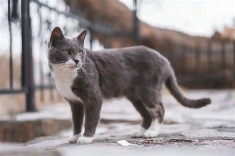 Munchkin Cat: Adoption, Lifespan, and Unique Types- Caty Pety