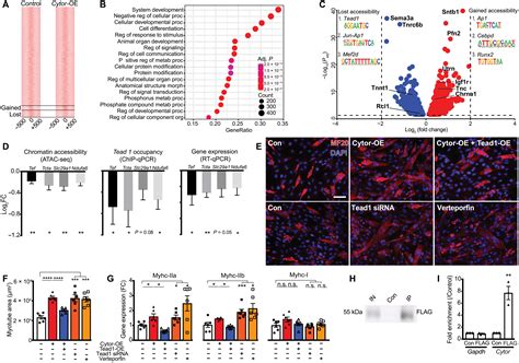 The Exercise Induced Long Noncoding Rna Cytor Promotes Fast Twitch