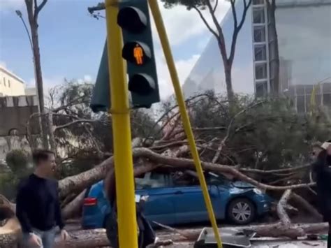 Paura Sulla Cristoforo Colombo Pino Cade Su Due Auto Aqmf