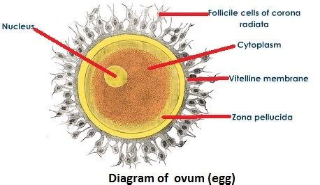 draw the labelled diagram of the largest cell in the human body mention ...