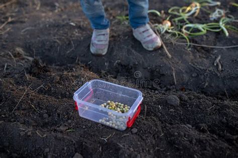 Pea Seeds for Planting on a Vegetable Row in the Garden in the Spring ...