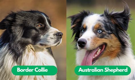 Border Collie vs Australian Shepherd: Unraveling the Similarities and ...