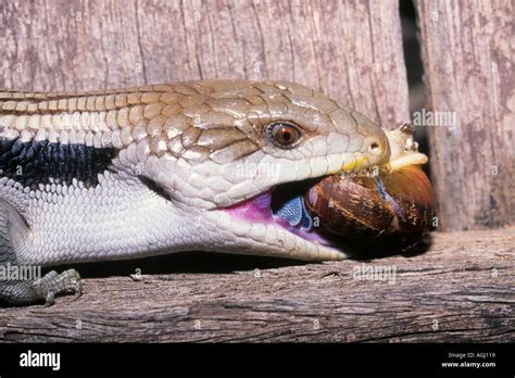 An Eastern Blue Tongue Lizard Tiliqua Scincoides Scincoides Eating A