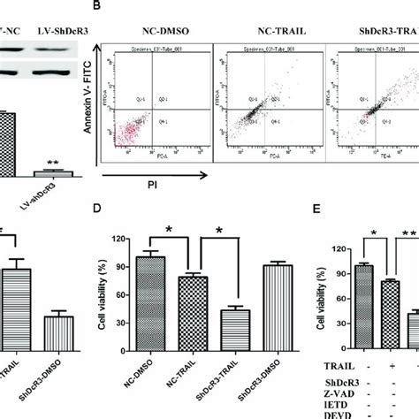 Downregulation Of Dcr3 Increases Trail Induced Apoptotic Cell Death