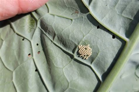 Cabbage Looper How To Identify Control These Cabbage Pests