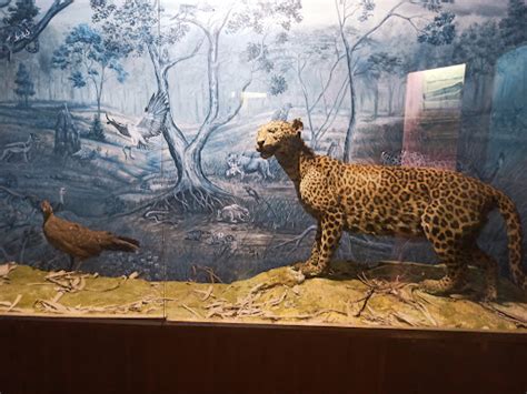 Regional Museum of Natural History, Bhopal Bhopal - Museums ...