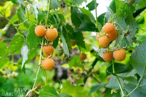 Yellow Raspberries Growing These Golden Gems In Your Garden