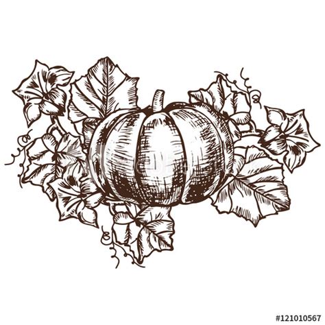 Pumpkin Leaves Drawing At Explore Collection Of