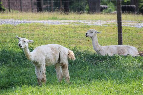 Llama Pair White Free Stock Photo Public Domain Pictures