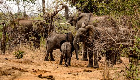 Falls in love: lesser-known treasures on the banks of the mighty Zambezi