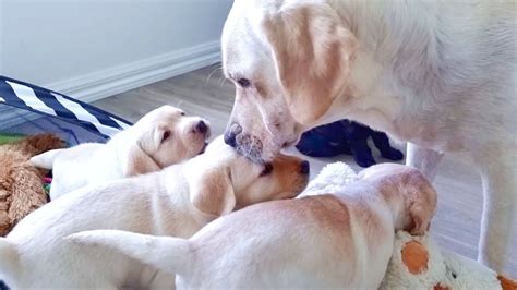 How A Mother Dog Disciplines Her 5 Week Old Puppies And Teach Them To